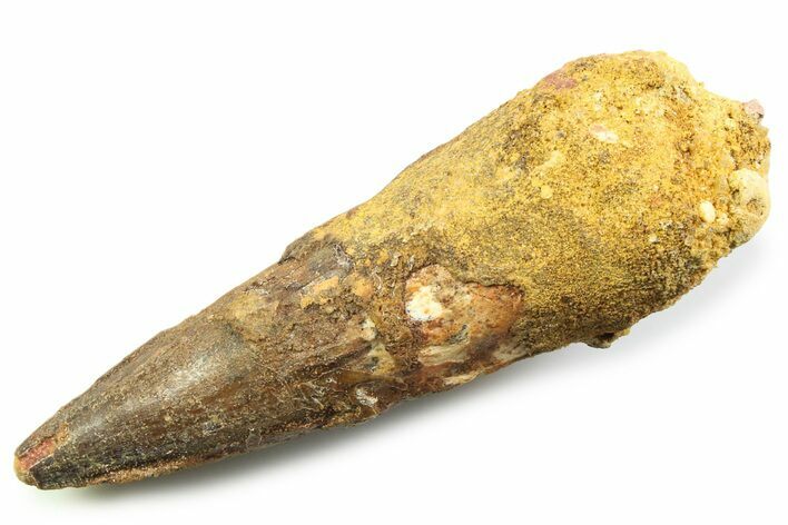 Fossil Spinosaurus Tooth - Real Fossil Tooth #357692